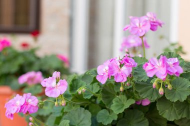 Pencere pervazı Sardunya çiçekleri