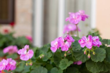 Pencere pervazı Sardunya çiçekleri