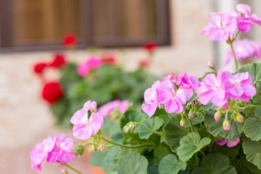 Pencere pervazı Sardunya çiçekleri
