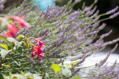 Çiçek bahçesinde bir lavanta çalısı