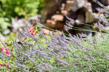 Bir bahçe şelale bir arka plan üzerinde Lavanta