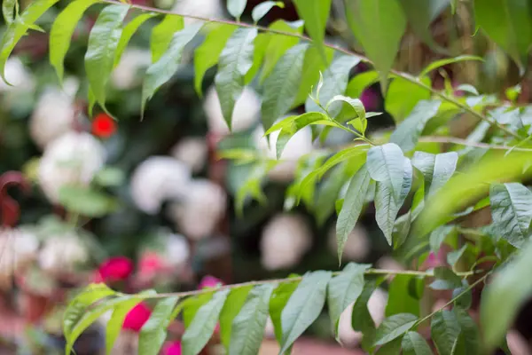 Beyaz ve pembe çiçeklerile Bush bahçe ortanca