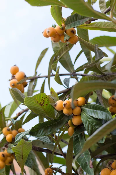 Frutta Eriobotrya Japonica Albero — Foto Stock
