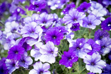  Lovely Gece Gökyüzü Petunia