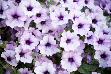 Çiçek bahçesi Beyaz petuni