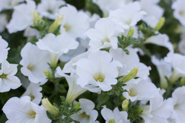 Çiçek bahçesi Beyaz petuni
