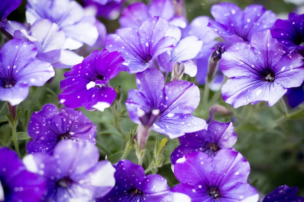 Precioso Cielo Nocturno Petunia — Foto de Stock