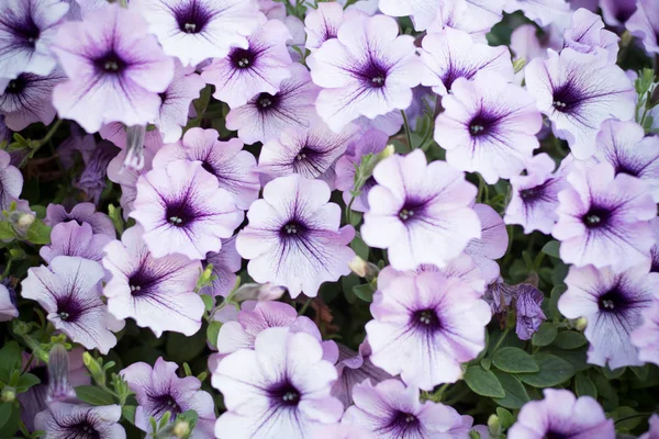 White Petuni Flower Garden — Stock Photo, Image