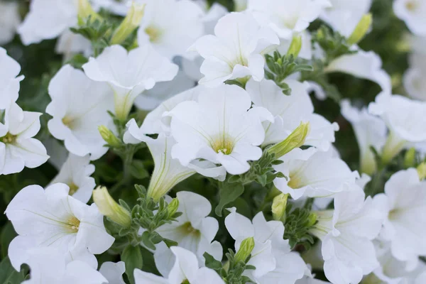 Белый Петуни Цветочном Саду — стоковое фото