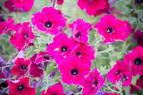 Helle Petunien Garten Nahaufnahme — Stockfoto