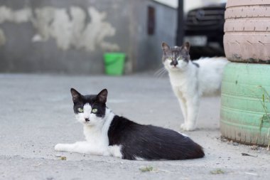 Bahçede dikkatli kediler