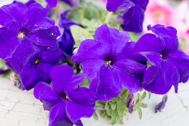 Bahçedeki parlak petunya. Yakın plan..