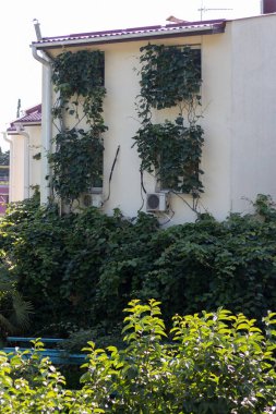 Üzüm ile büyümüş Windows