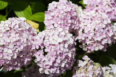 Büyük yumuşak ortancaları avluda