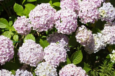 Büyük yumuşak ortancaları avluda