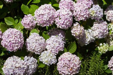 Büyük yumuşak ortancaları avluda