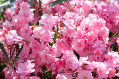 Bush Nerium oleander Haziran ayında