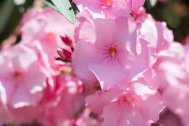 Bush Nerium oleander Haziran ayında