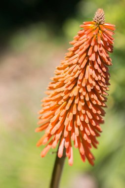 Flower Kniphofia uvaria in the courtyard clipart