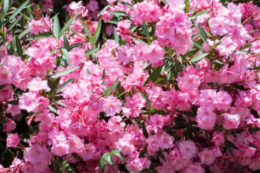 Bush Nerium oleander Haziran ayında