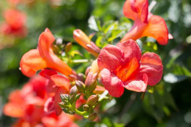 Haziran ayında çiçek Campsis radicans