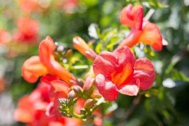 Haziran ayında çiçek Campsis radicans