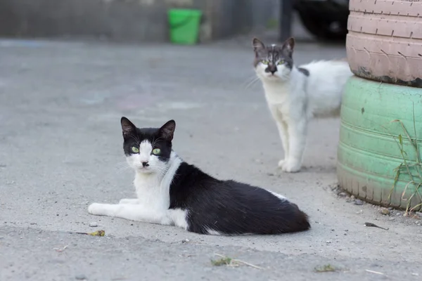 Bahçede dikkatli kediler
