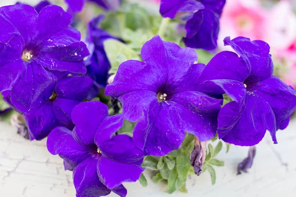 Bahçedeki parlak petunya. Yakın plan..