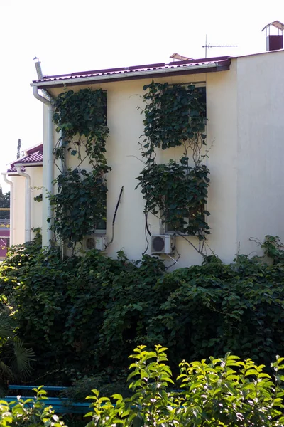 Üzüm ile büyümüş Windows