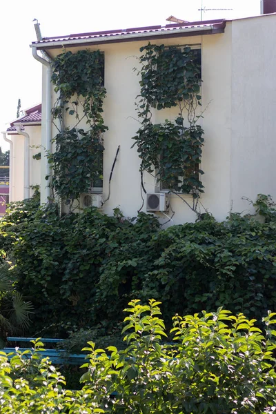 Üzüm ile büyümüş Windows