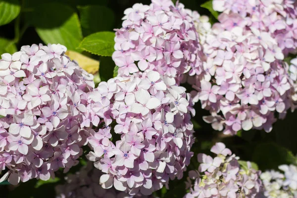 Büyük yumuşak ortancaları avluda