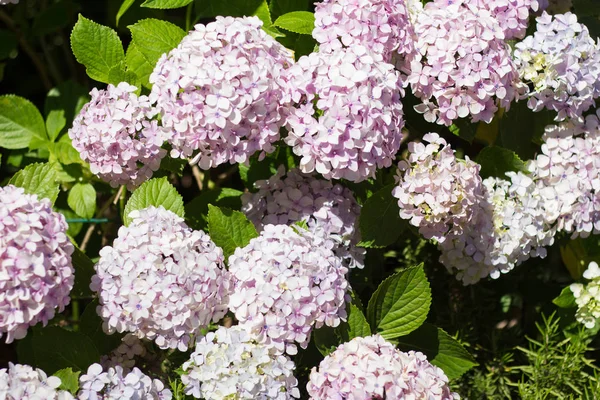 Büyük yumuşak ortancaları avluda