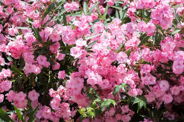 Bush Nerium oleander Haziran ayında