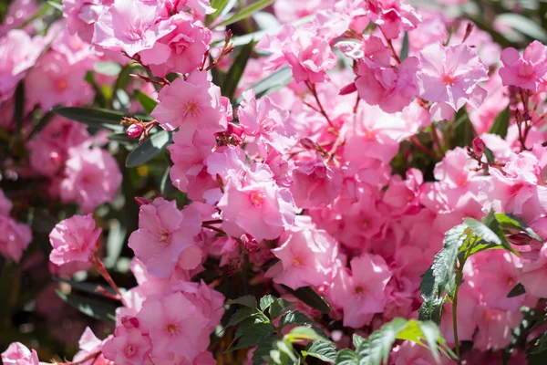 Bush Nerium oleander Haziran ayında