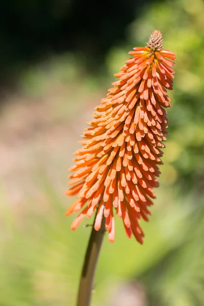 Λουλούδι Kniphofia Uvaria Στην Αυλή — Φωτογραφία Αρχείου