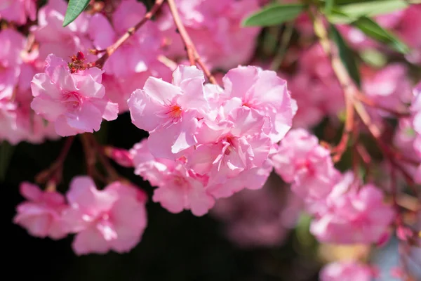 Bush Nerium oleander Haziran ayında