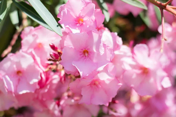 Bush Nerium oleander Haziran ayında