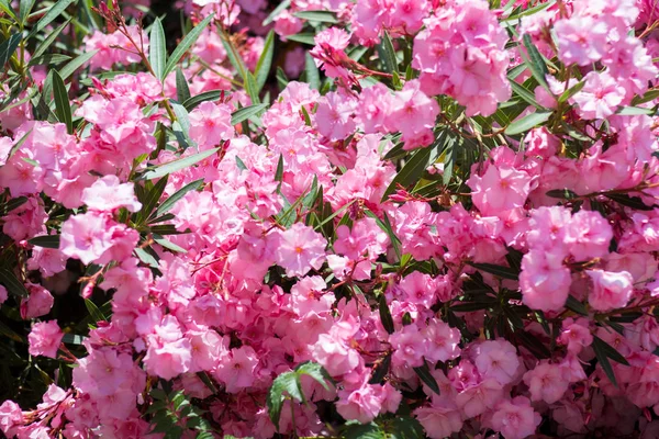 Bush Nerium oleander Haziran ayında