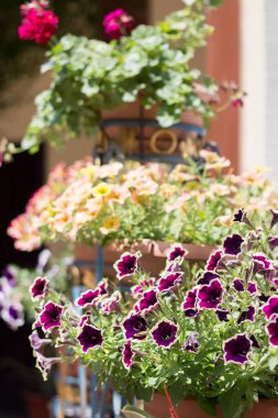 Itır pencerede yakınındaki