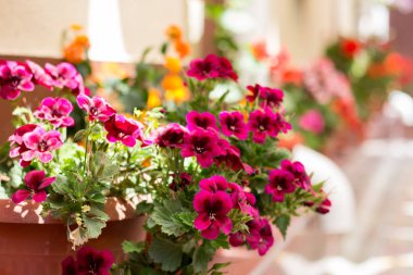 Itır pencerede yakınındaki