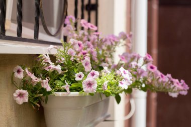 Itır pencerede yakınındaki