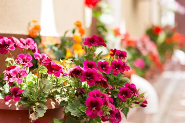 Itır pencerede yakınındaki