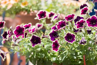 Itır pencerede yakınındaki