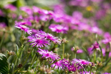 Delosperma cooperi bir çiçek bahçesinde