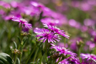 Delosperma cooperi bir çiçek bahçesinde