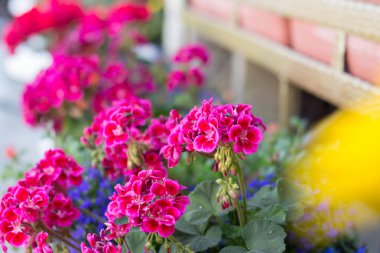 Sardunya içinde Bahçe balkonlar