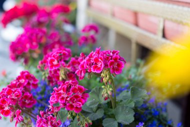 Sardunya içinde Bahçe balkonlar