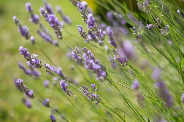 Lavandula angustifolia yeşil bir arka plan üzerinde