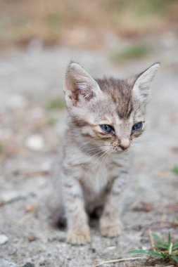 sokakta evsiz yavru kedi
