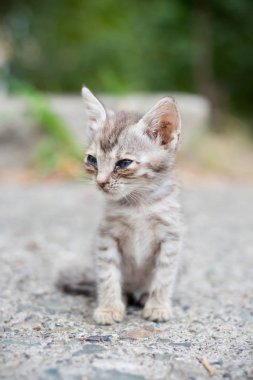 sokakta evsiz yavru kedi